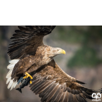 گونه عقاب دریایی دم سفید White tailed Eagle